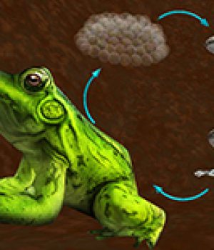 life-cycle-of-frog